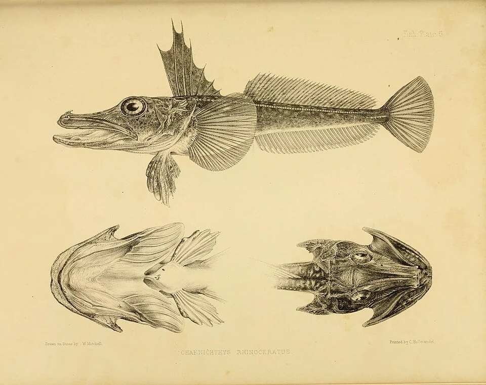 Fish Pl. 6 The zoology of the voyage of the H.M.S. Erebus & Terror, under the command of Captain Sir James Clark Ross, during the years 1839 to 1843.  By authority of the Lords Commissioners of the Admiralty. Edited by John Richardson and John Edward Gray.