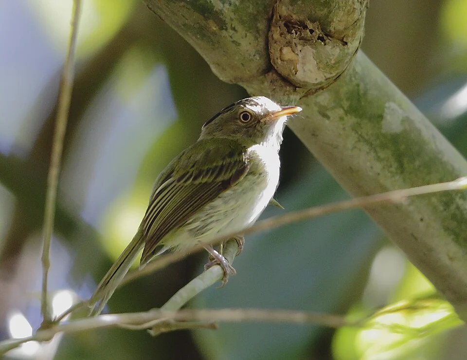 Long-crested pygmy-tyrant at  Rio Branco - Acre - Brazil