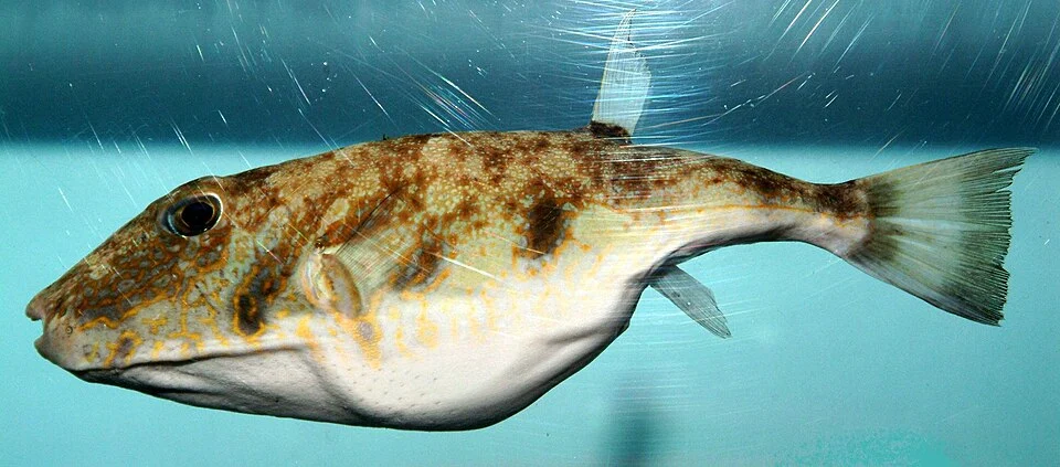 Marbled puffer  (Sphoeroides dorsalis) from the Gulf of Mexico