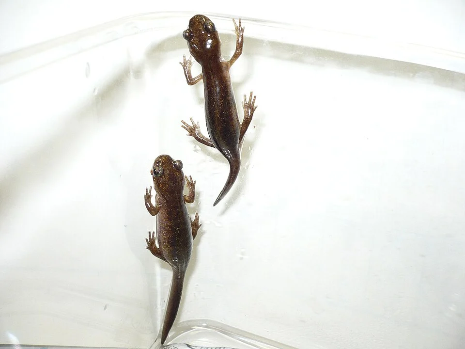 Hynobius retardatus