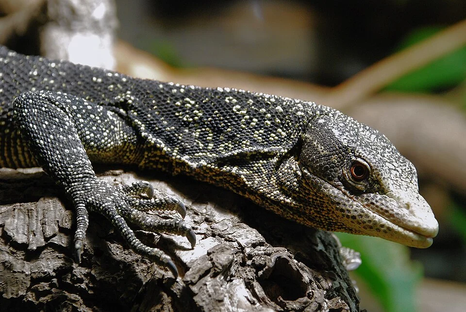 A Golden-spotted Tree Monitor, photographed in a vivarium at the Museum König in Bonn