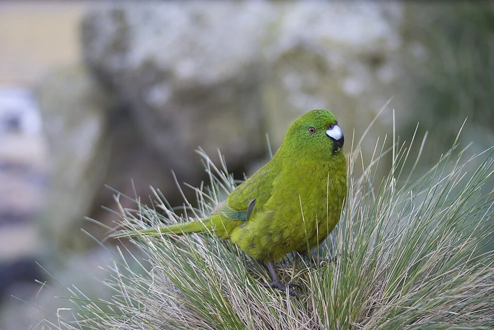 Antipodes Island Parakeet photographed at Ringdove Bay on the main Antipodes Island.
