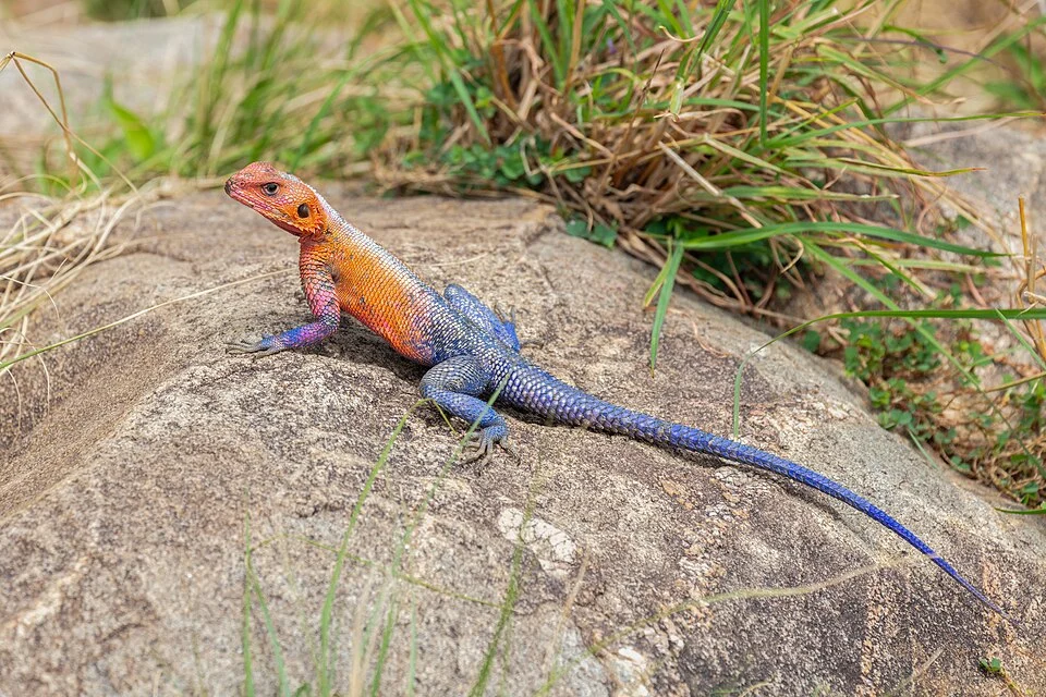 Mwanza flat-headed rock agama (Agama mwanzae), Masai Mara, Kenya. The species has become a fashionable pet due to the male's coloration, which resembles the comic-book superhero Spider-Man.