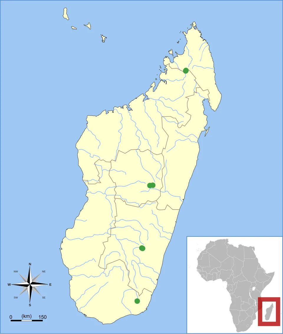 Known localities of the the rodent Monticolomys.
Source: data in

Carleton, M.D. and Goodman, S.M. 1996. Systematic studies of Madagascar's endemic rodents (Muroidea: Nesomyinae): A new genus and species from the Central Highlands. Fieldiana Zoology 85:231–250.
Goodman, S.M., Rakotondravony, D., Schatz, G. and Wilmé, L. 1996. Species richness of forest-dwelling birds, rodents and insectivores in a planted forest of native trees: a test case from the Ankaratra, Madagascar. Ecotropica 2:109–120.
Goodman, S.M., Carleton, M.D. and Pidgeon, M. 1999. Rodents of the Réserve Naturelle Intégrale d'Ando