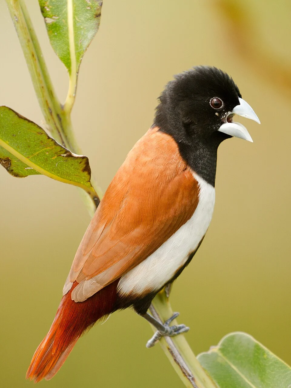 Tricolour Munia