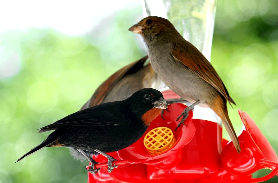 Male Lesser Antillean Bullfinch (Loxigilla noctis) with two females, perched on a bird feeder in Coulibistrie, Dominica.
