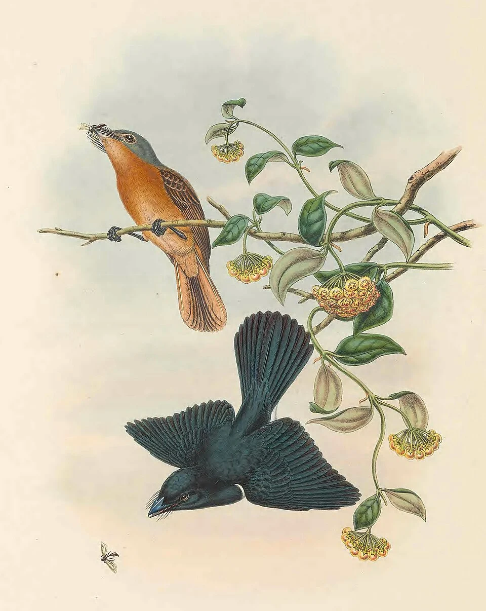 Myiagra cervinicauda - The birds of New Guinea and the adjacent Papuan islands : including many new species recently discovered in Australia. v.2 (Plate 35).