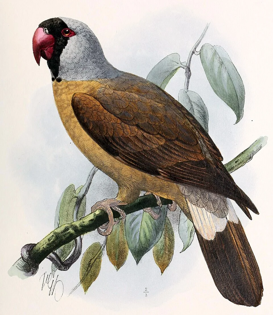 Illustration of the Paris Mascarinusspecimen.