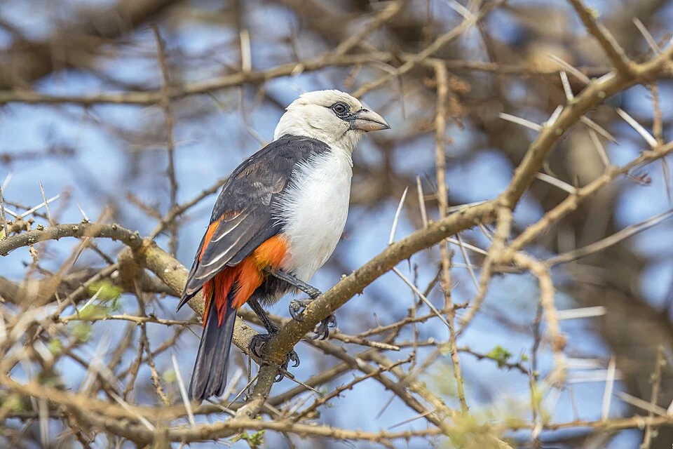 White-headed buffalo-weaver (Dinemellia dinemelli boehmi), Serengeti National Park, Tanzania