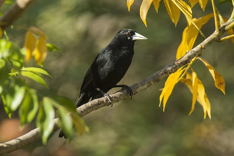 Solitary Cacique - Pantanal - Brazil_H8O0547