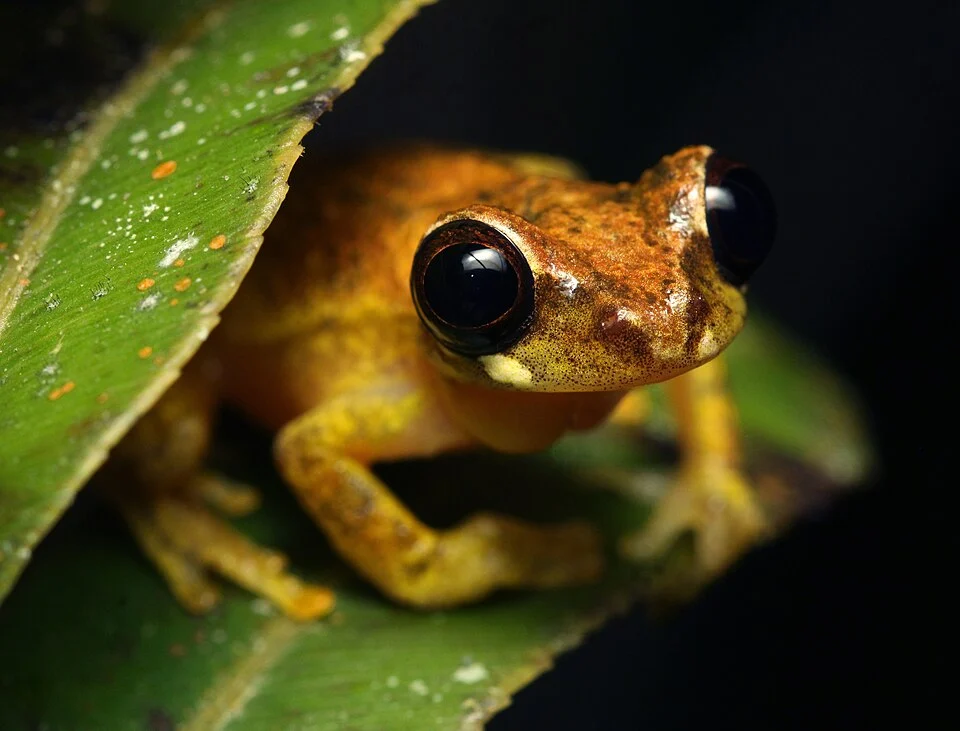Dendropsophus gaucheri