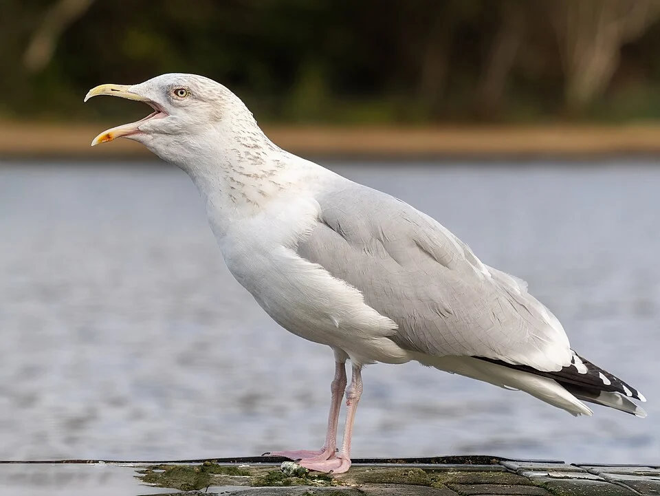 European herring gull vocalizing in Hyde Park