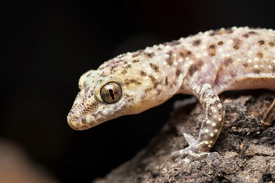 Konstantinos Kalaentzis - Hemidactylus turcicus (Rhodes, Greece)