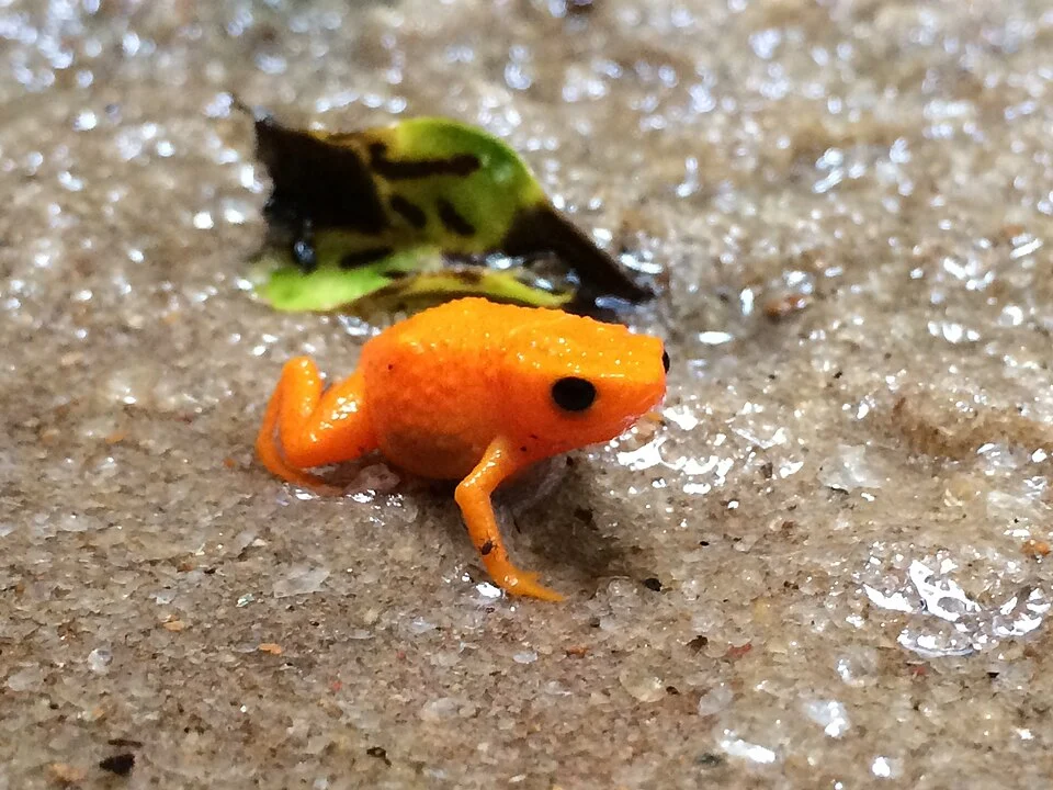 A photo of Brachycephalus alipioi, a small and bright orange species of frog, in a very shallow body of water. Observed in Brazil by Ben P