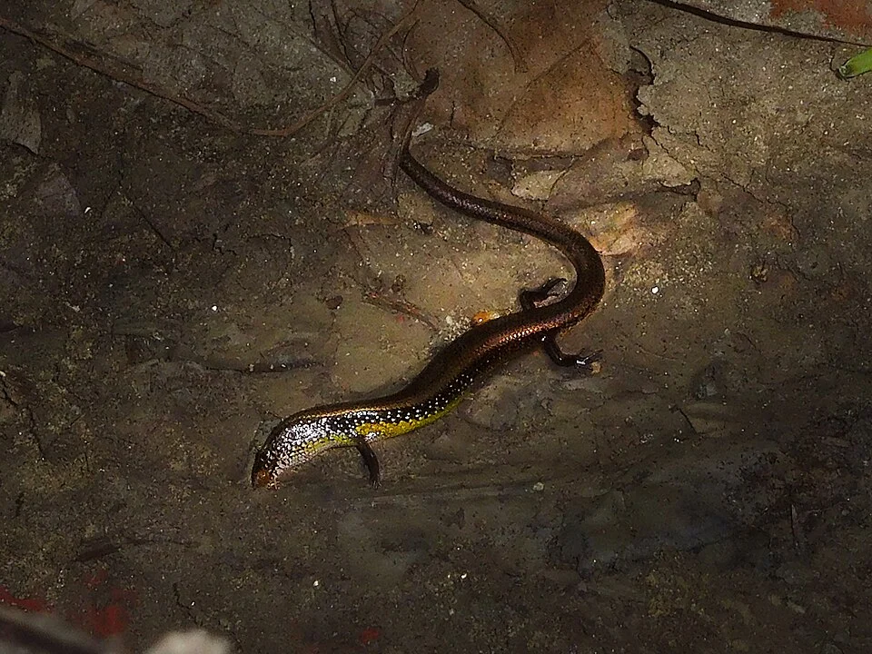 White-spotted Supple Skink foraging amidst undergrowth