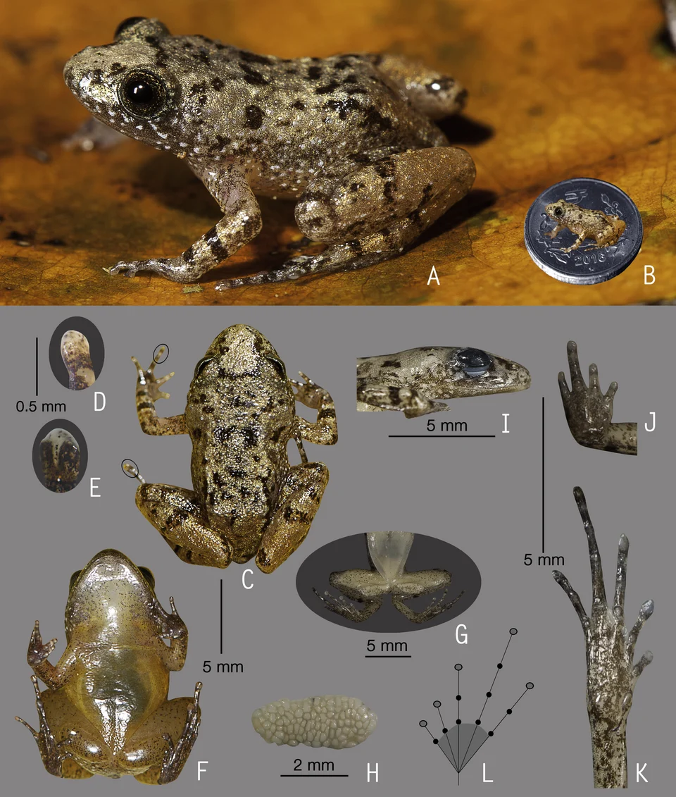 Holotype of Nyctibatrachus pulivijayani sp. nov. (ZSI/WGRC/V/A/902).
(A) Dorsolateral view, in life. (B) Size (SVL 13.3 mm) in comparison to the Indian five-rupee coin (24 mm diameter). (C) Dorsal view, in life. (D) Dorsal surface third finger disc, in preservation. (E) Dorsal surface of fourth toe disc, in preservation. (F) Ventral view, in life. (G) Femoral glands, in preservation. (H) Close-up of femoral glands after removal of skin showing multiple glands. (I) Lateral view of head, in preservation. (J) Ventral view of hand, in preservation. (K) Ventral view of foot, in preservation. (L) Sc
