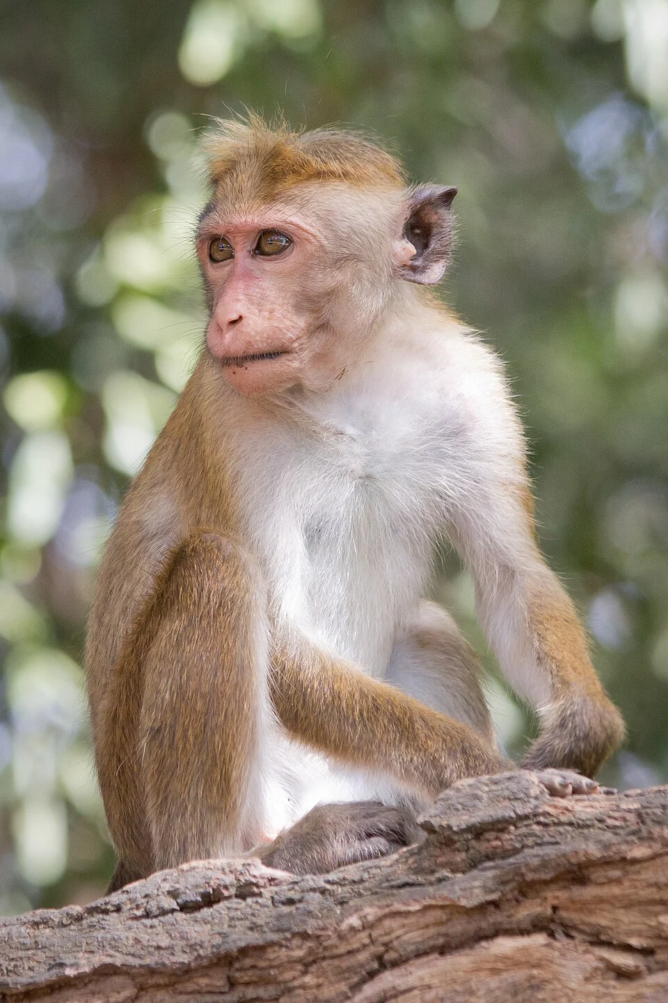 Wild toque macaque (Macaca sinica) in Yala National Park, Sri Lanka.