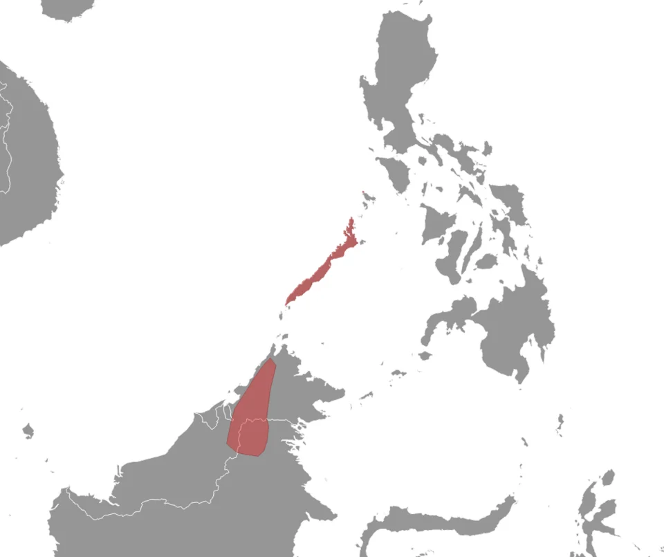 Distribution of Haeromys pusillus. Red - Extant (resident).