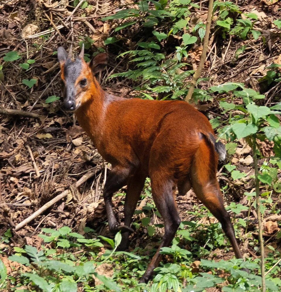 Ruwenzori duiker (Cephalophus rubidus, syn. Cephalophus nigrifrons ssp. rubidus) in Bwindi Impenetrable National Park, Uganda.