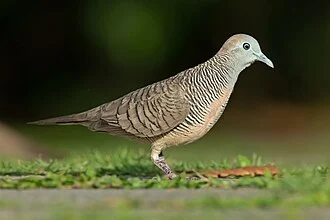 Zebra Dove (Geopelia striata), Chinese Garden, Singapore