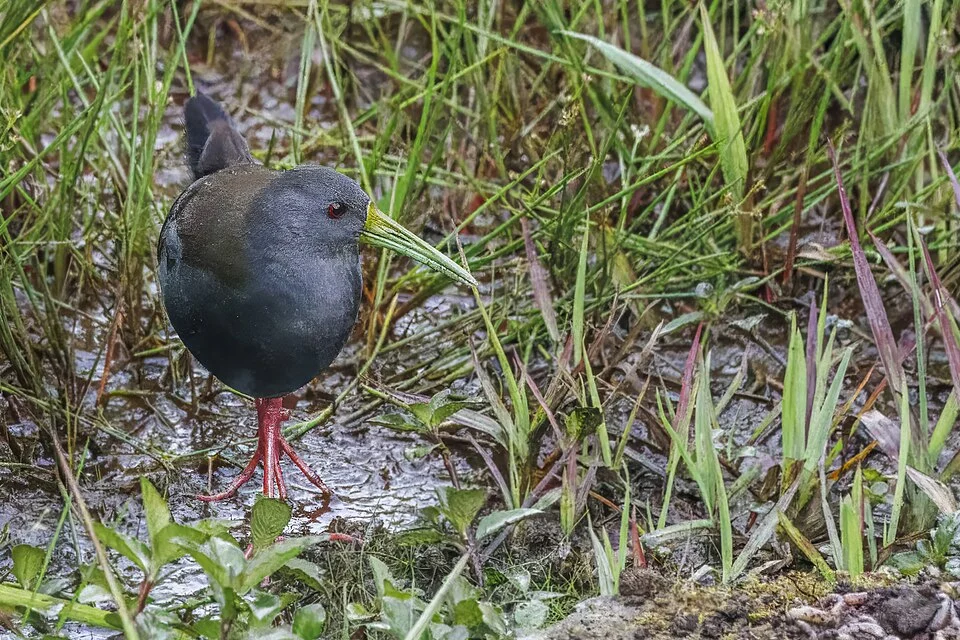 Blackish rail (Pardirallus nigricans nigricans), Sumaco, Ecuador