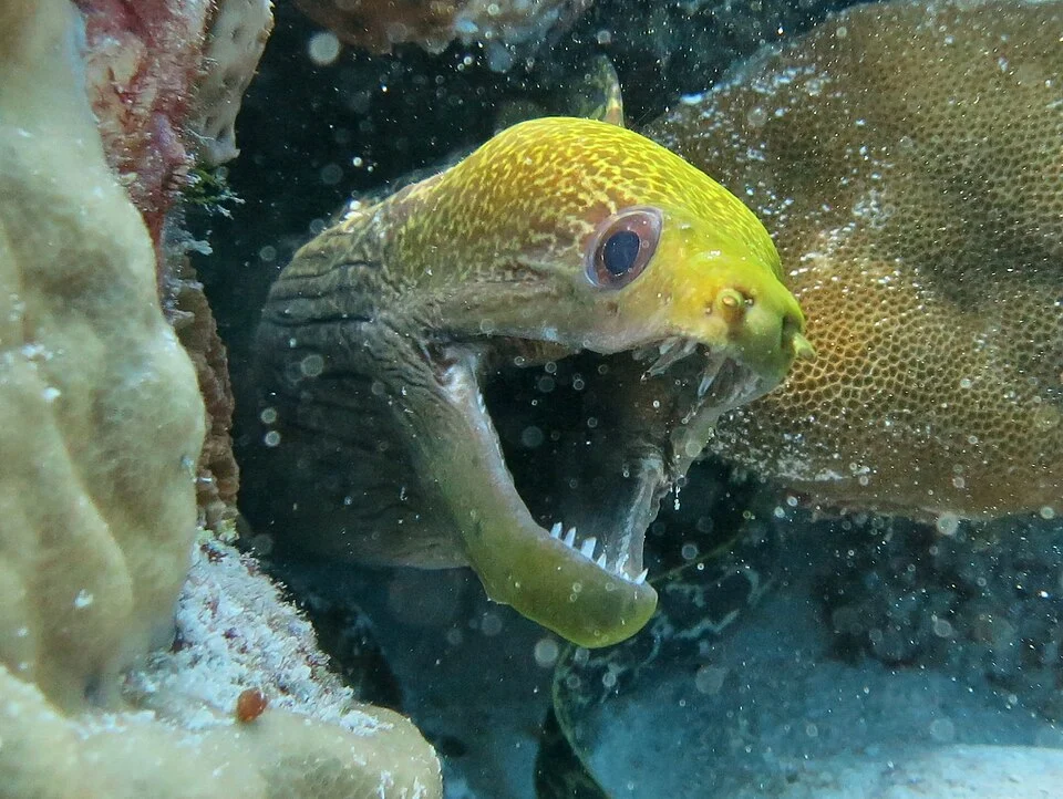 Une murène ondulante (Gymnothorax undulatus) aux Maldives (atoll de Baa).