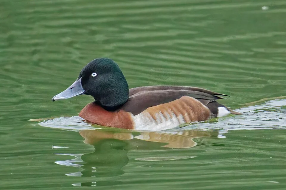 Baer's pochard(Aythya baeri), wintering male, photographed in Wuhan, Hubei Province, China.