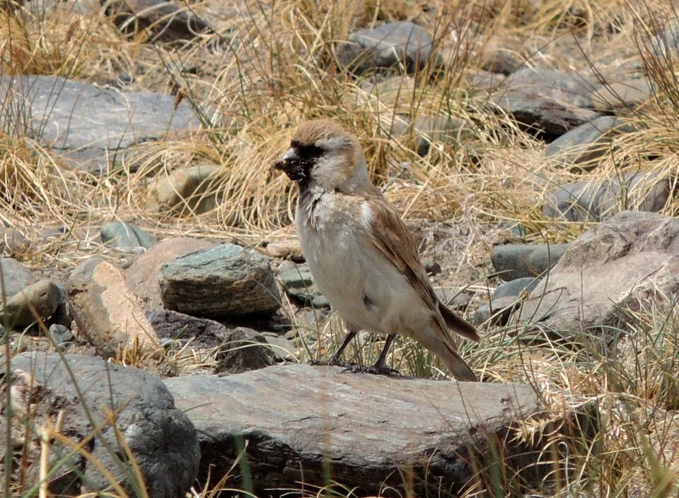 Père David's Snowfinch in Altai, Russia