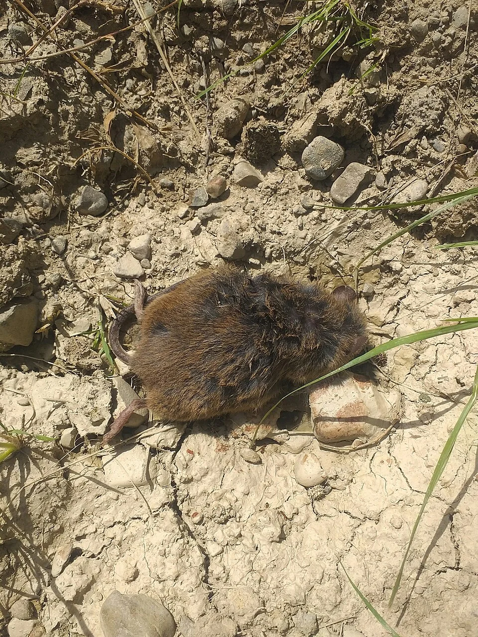 Photo of Bolivian Grass Mouse (Akodon) uploaded from iNaturalist.