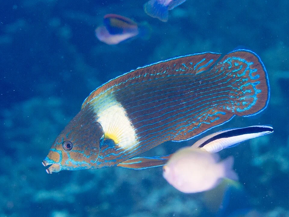 Tubelip wrasse (Labrichthys unilineatus). Raja Ampat