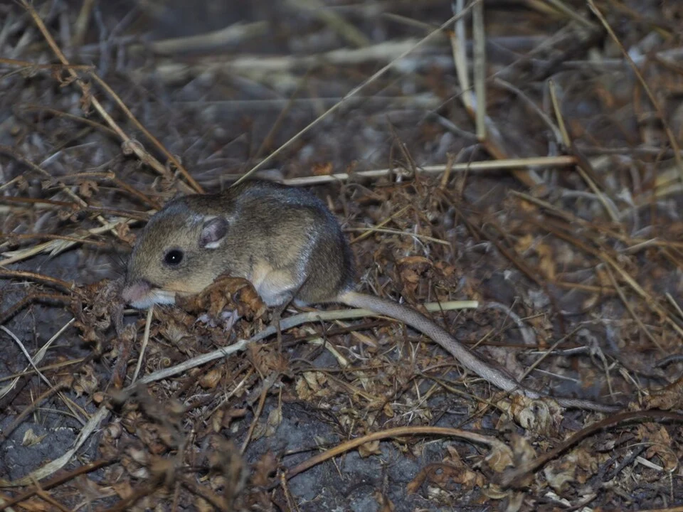 Perognathus inornatus (San Joaquin Pocket Mouse) photographed at in an open sandy grassland, in low rolling hills bordering the San Joaquin Valley, California, USA