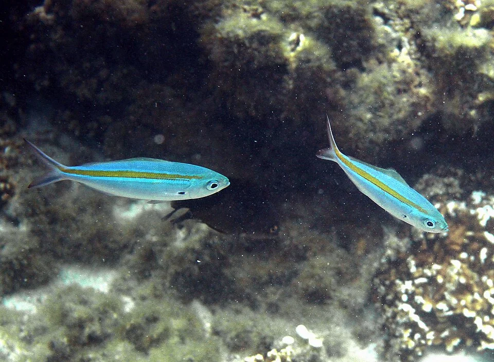 Deux caesios azur (Caesio caerulaurea) à la Réunion.
