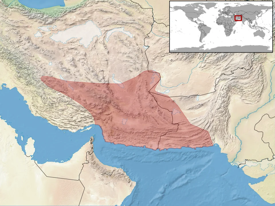 geographic distribution of Cyrtopodion agamuroides (Native:
Iran, Islamic Republic of; Pakistan)