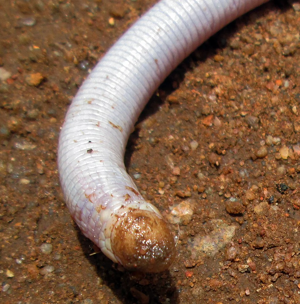 Cape Wedgesnouted Worm Lizard (Monopeltis capensis). Species of reptile.