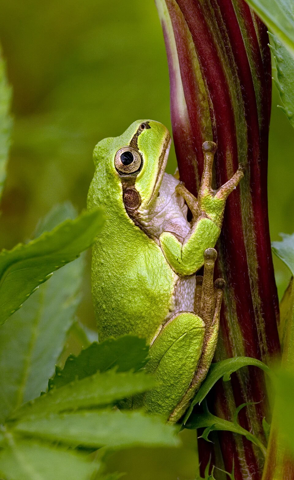A Japanese Tree frog (Hyla japonica).