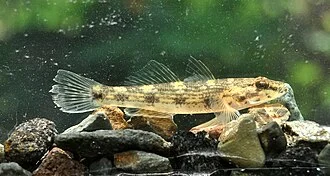 Tank goby, Glossogobius giuris, ca 52 mm SL.  From Banyumas, Central Java, Indonesia.