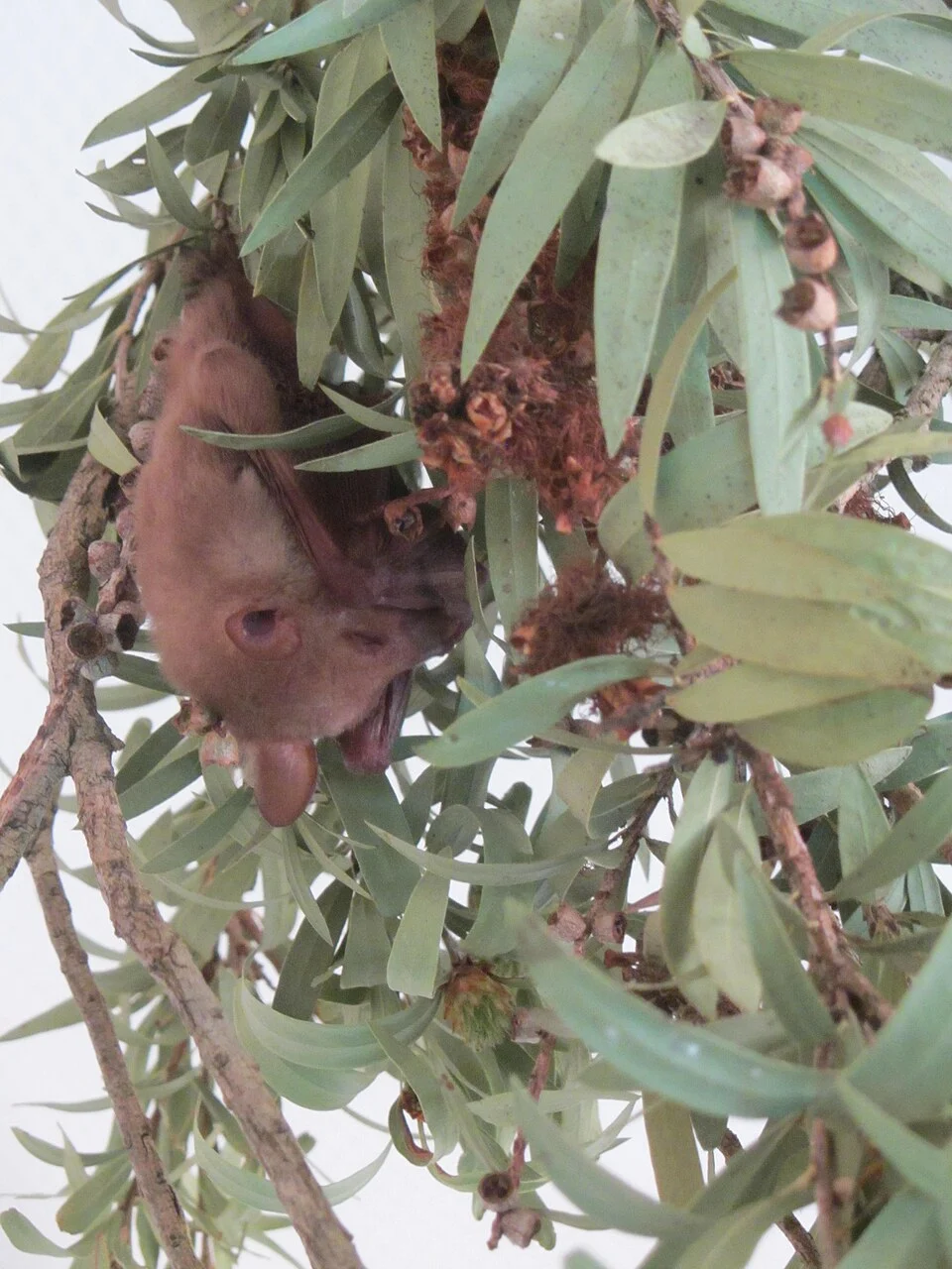 Photo of blossom bat, Syconycteris australis