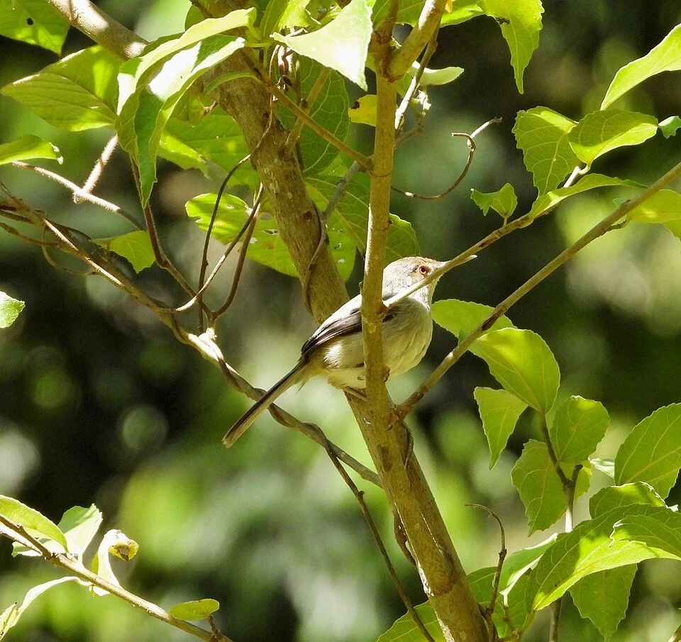 Long-billed Tailorbird (Artisornis moreaui)