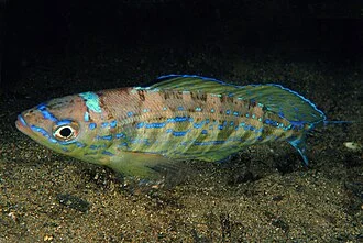 Spicara smaris photographed in Tuscany (Italy).
Photo by Stefano Guerrieri.