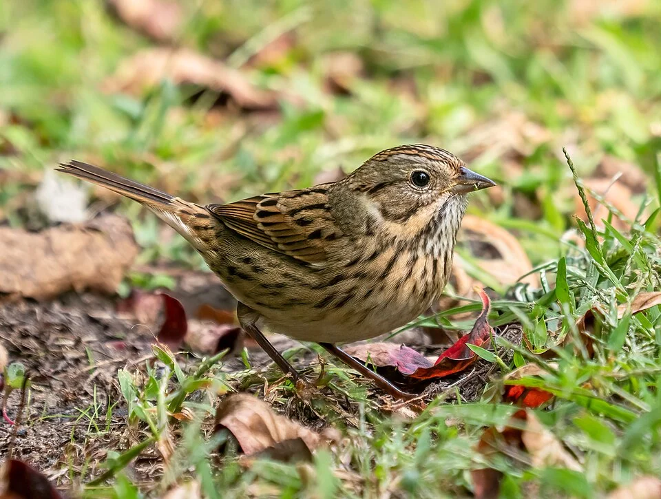 Lincoln's sparrow (Melispiza lincolnii) in Green-Wood Cemetery, Brooklyn, NY, USA