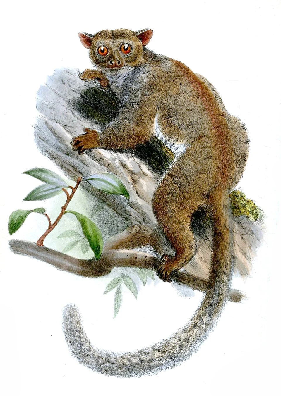 Otogale pallida =Euoticus pallidus