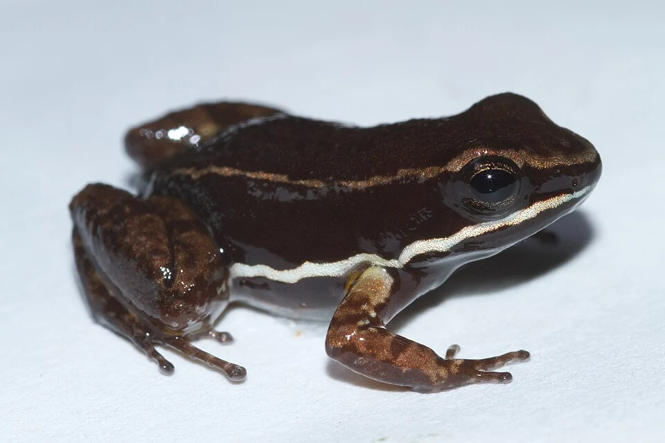 Allobates talamancae syn. Colostethus talamancae, Sierra Llorona, Panama