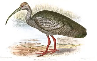 Thamantibis gigantea