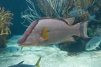 A hogfish is a large wrasse, Lachnolaimus maximus, of the western Atlantic Ocean. Hogfish are plentiful in the Florida Keys, Bahamas, Carribean, and they have been as far north as North Carolina and Bermuda, and into the Gulf of Mexico