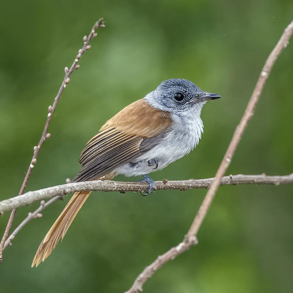 São Tomé paradise flycatcher (Terpsiphone atrochalybeia) female, São Tomé island, São Tomé and Príncipe