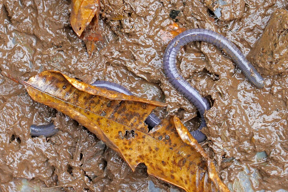 Small-headed Caecilian (Dermophis parviceps)