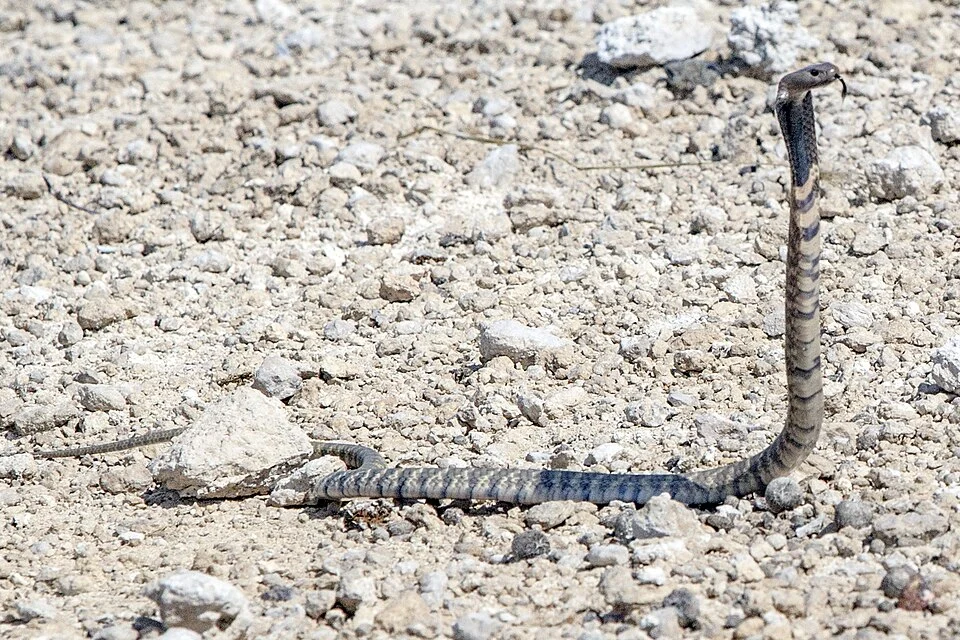 Zebra snake / zebra spitting cobra
