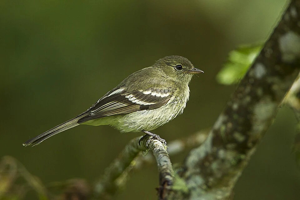 Mountain Elaenia - Colombia_S4E2481