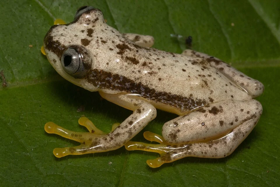 Photo of Uluguru Banana Frog uploaded from iNaturalist.