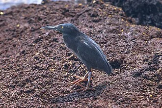 Final land excursion to Isla Bartomome and the lava beds on the E coast of Isla San Salvadore, a Lava Heron Butorides sundevalli.